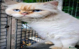 Persian cats for stud: Persian Stud - Image 5