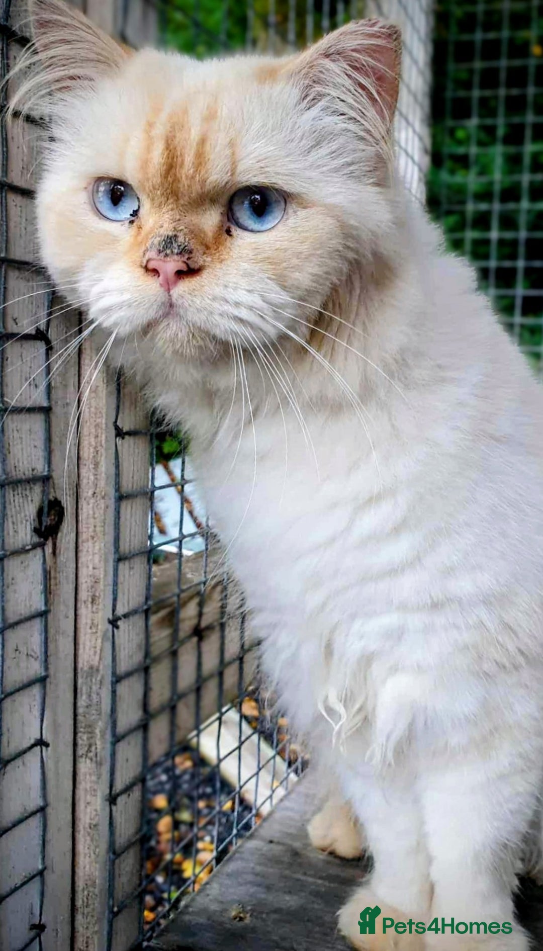 Persian cats for stud: Persian Stud - Image 5
