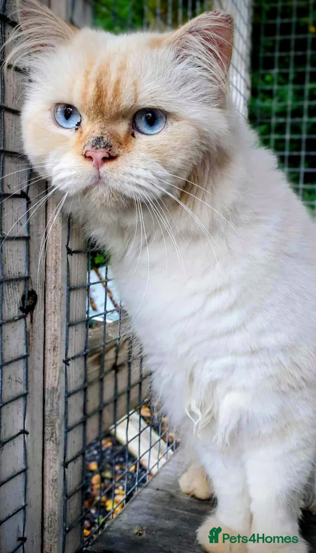 Persian cats for stud: Persian Stud - Advert 5