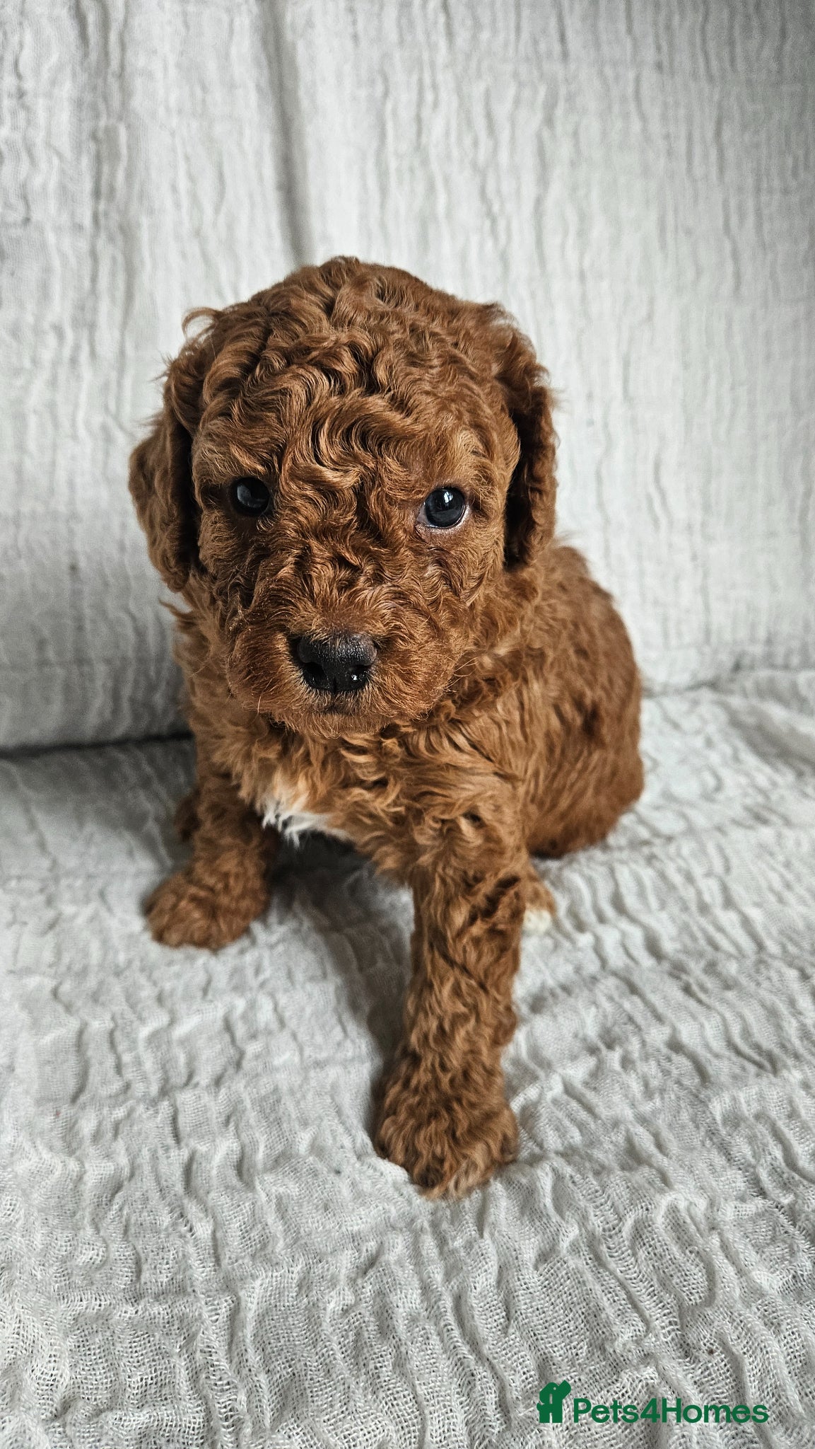 Mini Goldendoodle dogs for sale: 🐾✨ Beautiful Toy Goldendoodle Puppies  ✨🐾 - Advert 24