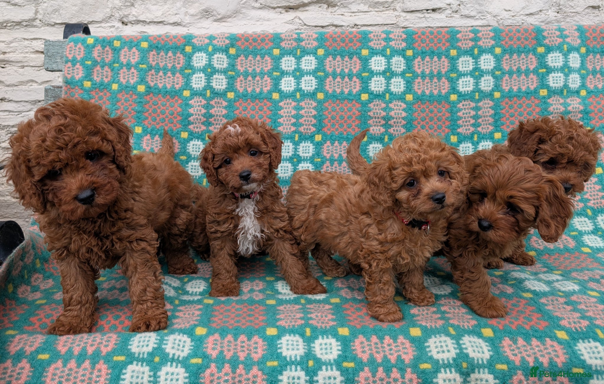 Cavapoo dogs for sale: ❤️ Ruby Red F1b Miniature Cavapoo Teddy Bear  ❤️  - Advert 1