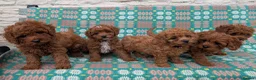 Cavapoo dogs for sale: ❤️ Ruby Red F1b Miniature Cavapoo Teddy Bear  ❤️  - Advert 1