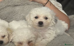 Bichon Frise dogs for sale: Pure Bred Bichon Frise Pups *REDUCED*  2 boys left - Image 2