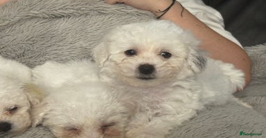 Bichon Frise dogs - Advert 11
