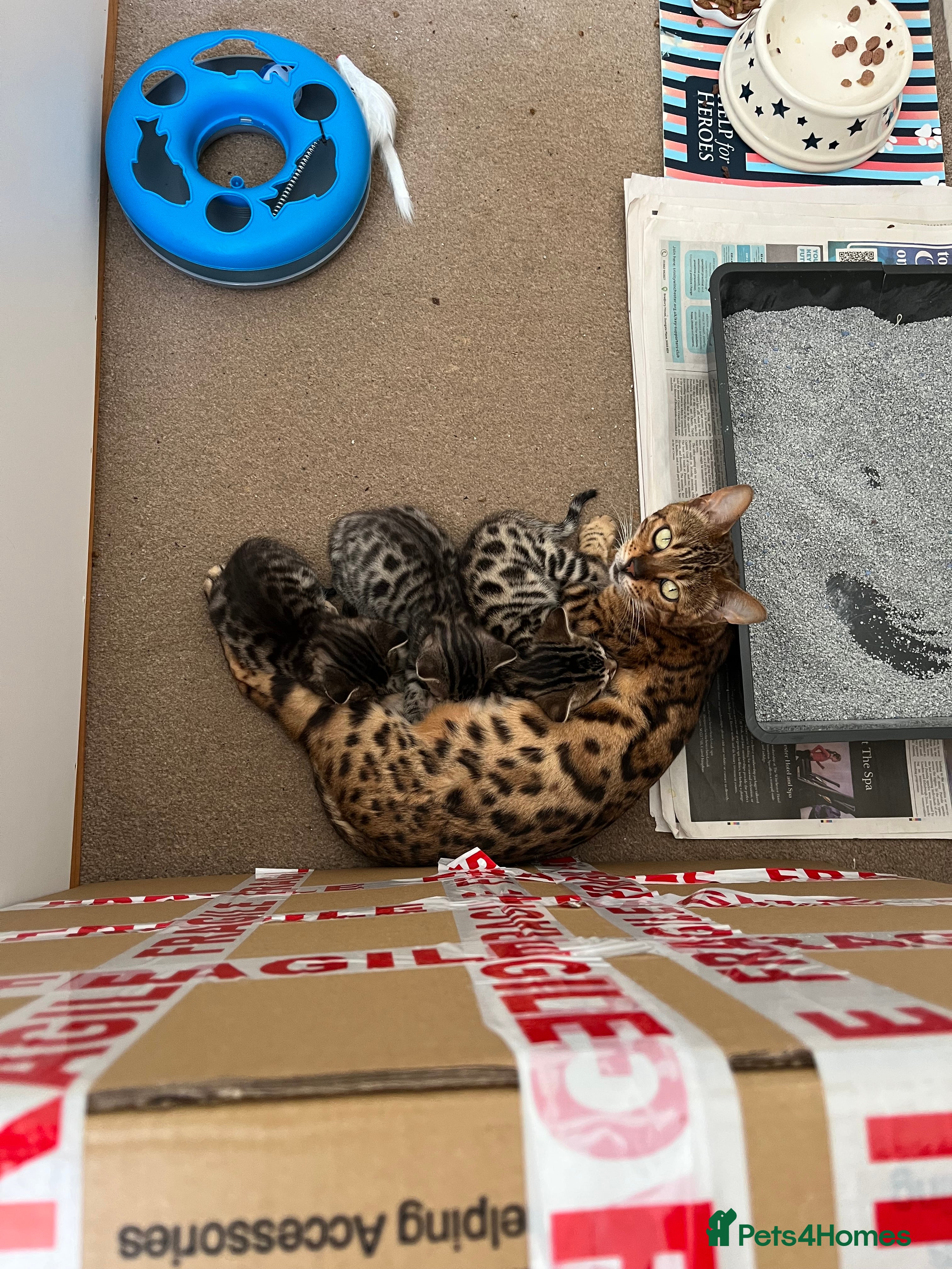 Bengal cats Two male Bengal X kittens available. Price reduced - Advert 2