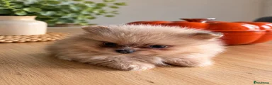 Pomeranian 2