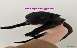 Mixed Breed dogs for sale: Pharaoh hound x whippet puppies  - Image 7