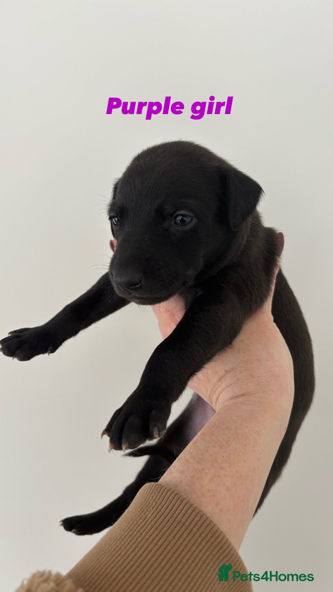 Mixed Breed dogs for sale: Pharaoh hound x whippet puppies  - Image 7