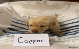 Labrador Retriever dogs for sale: Pure breed Labrador Retrievers puppies  - Image 2