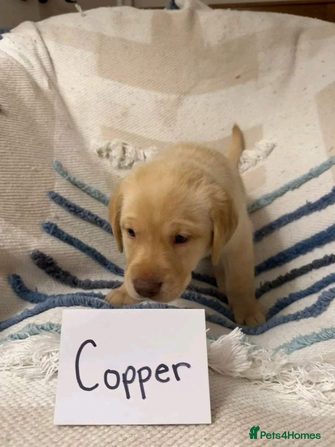 Labrador Retriever dogs for sale: Pure breed Labrador Retrievers puppies  - Image 2