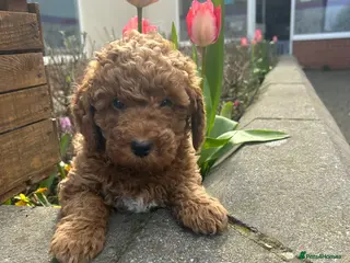 Poochon dogs Adorable Poochon puppies - Advert 2