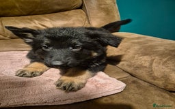 German Shepherd dogs for sale: Ready Now-KC, health Tested German Shepherd Pups - Image 10