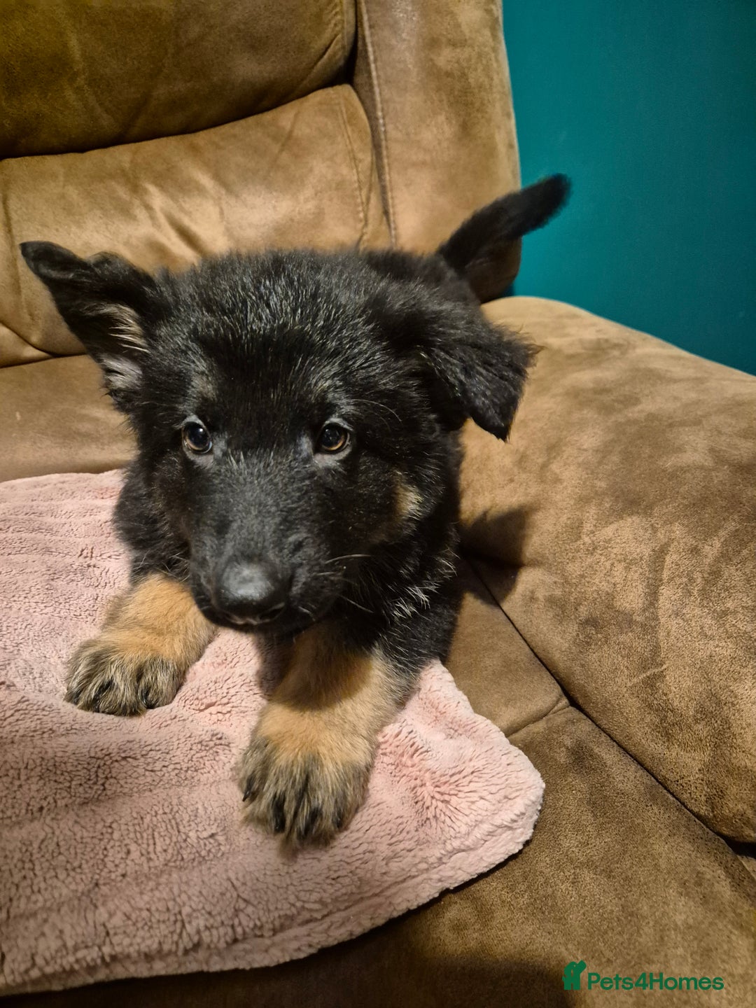 German Shepherd dogs for sale: Ready Now-KC, health Tested German Shepherd Pups - Image 10