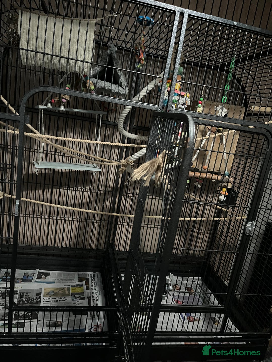 Cockatiels birds for sale: Breeding pair of birds  - Advert 2