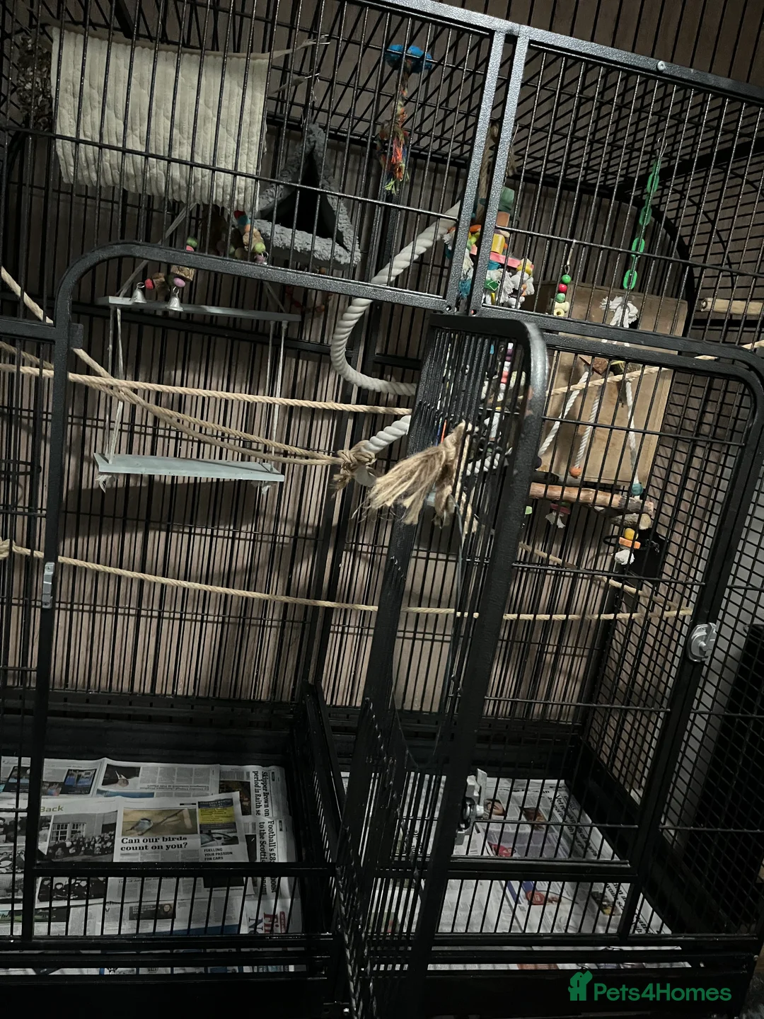 Cockatiels birds for sale: Breeding pair of birds  - Advert 2