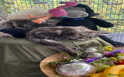 Maine Coon cats for sale: Pedigree registered Maine Coons - Image 26