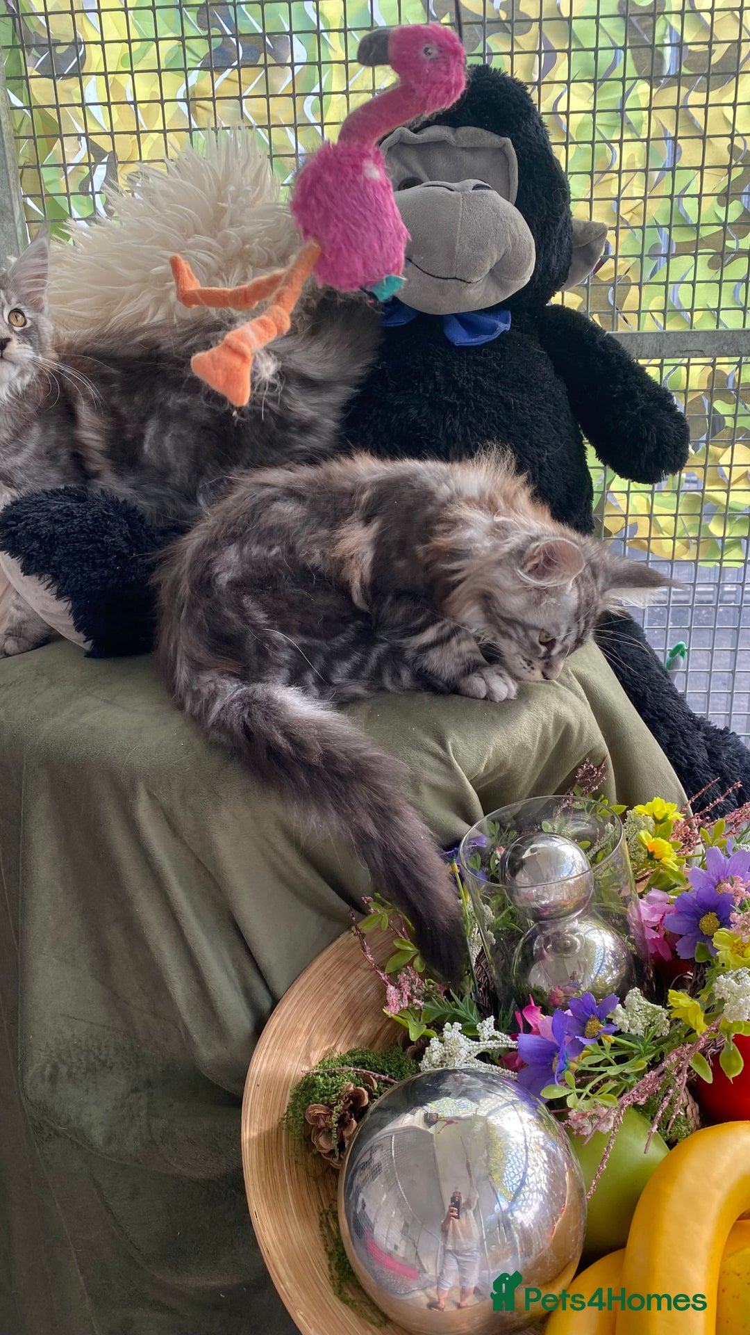 Maine Coon cats for sale: Pedigree registered Maine Coons - Image 26