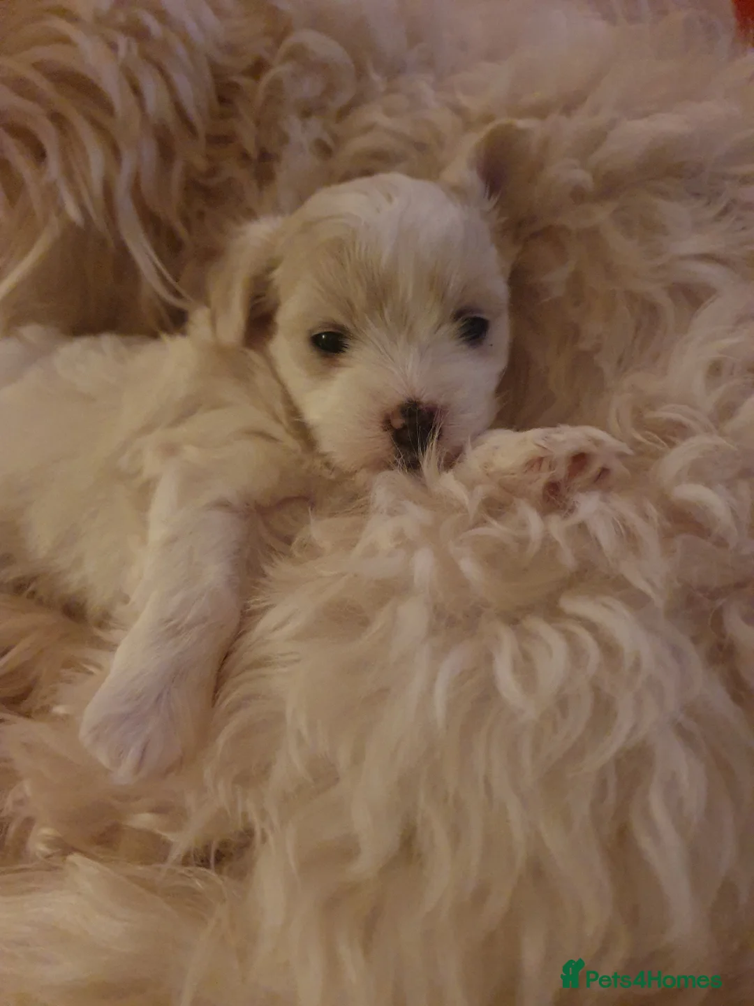 Maltese dogs for sale: Adorable Maltese Puppy Looking for a Forever Home. - Advert 10