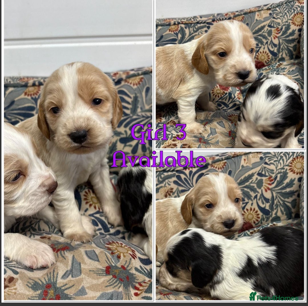 Cocker Spaniel dogs for sale: KC registered English cocker spaniels - Advert 10