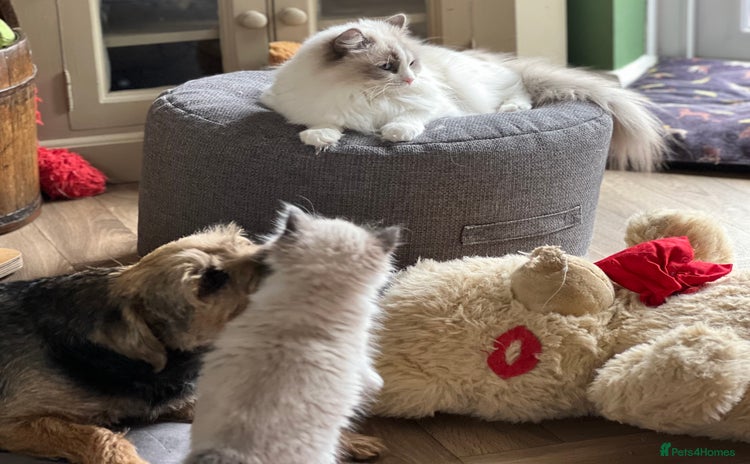 Ragdoll cats - Advert 7