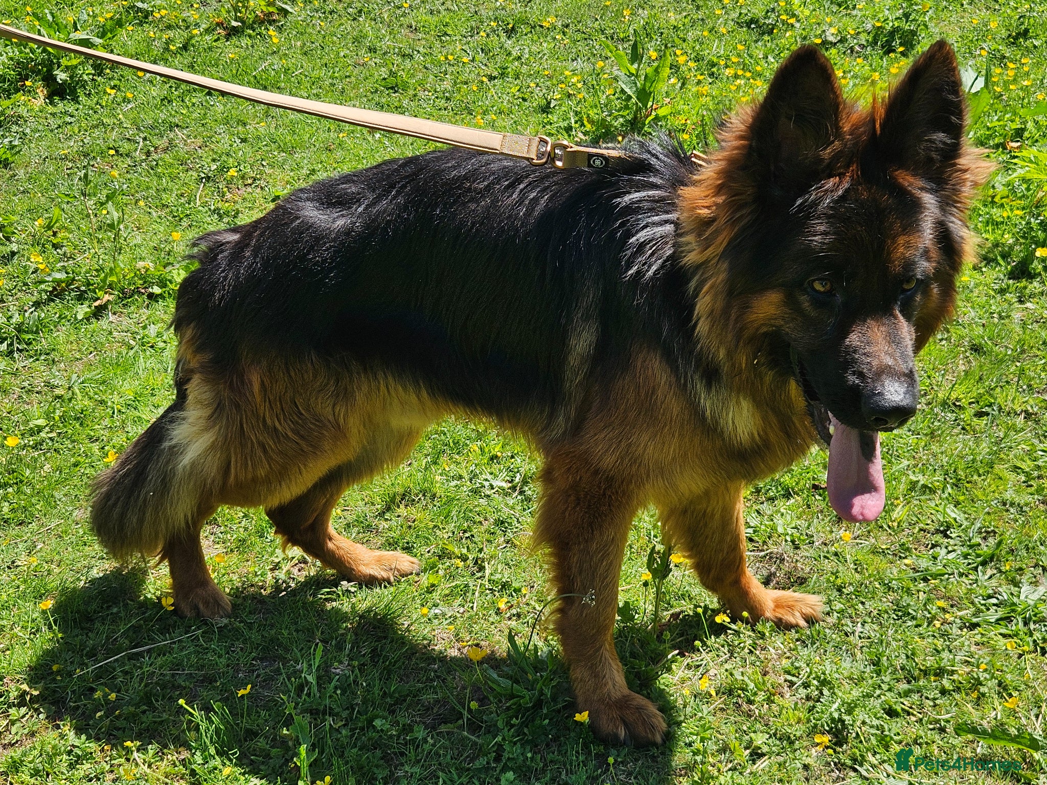 German Shepherd dogs for stud: German shepherd for stud - Advert 5