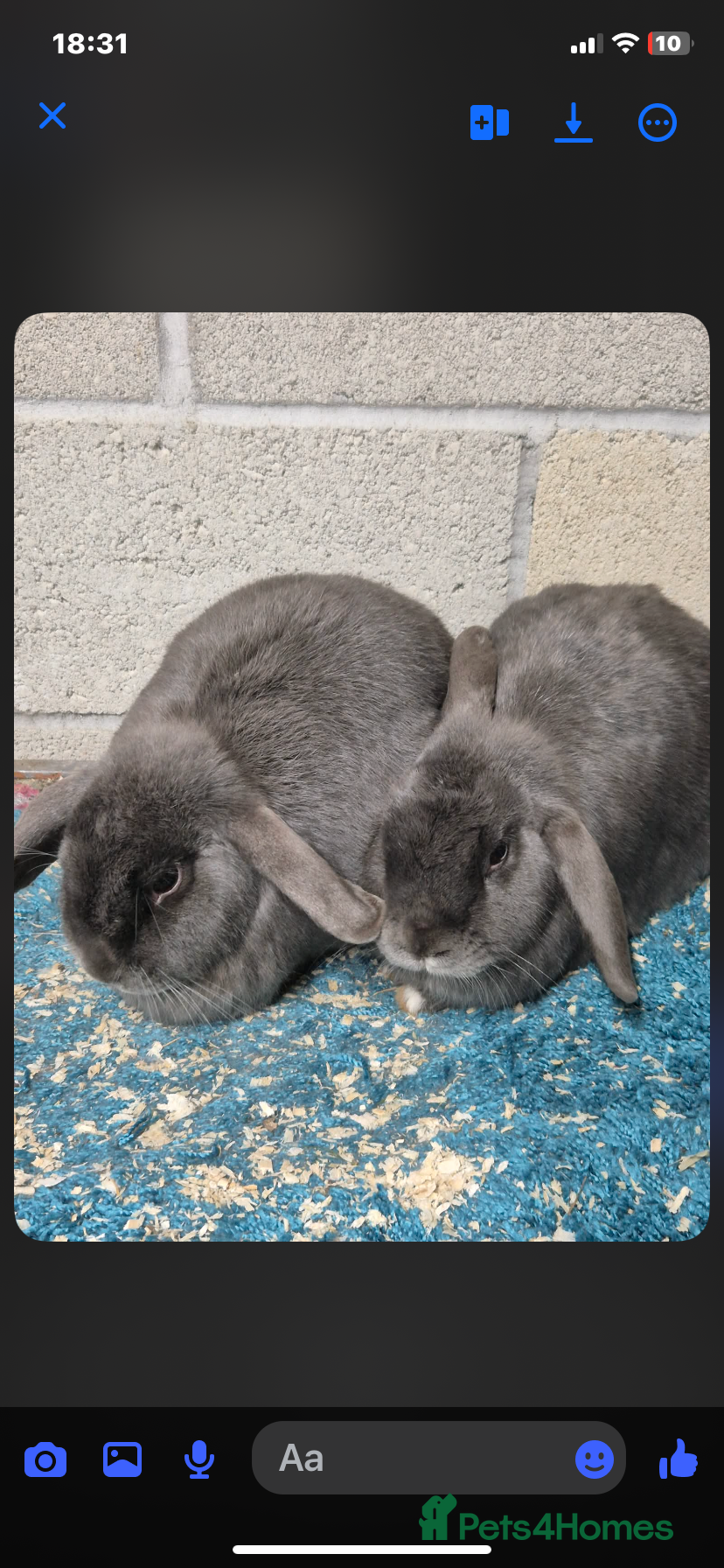 Mini Lop rabbits Female mini lop rabbits  - Advert 1