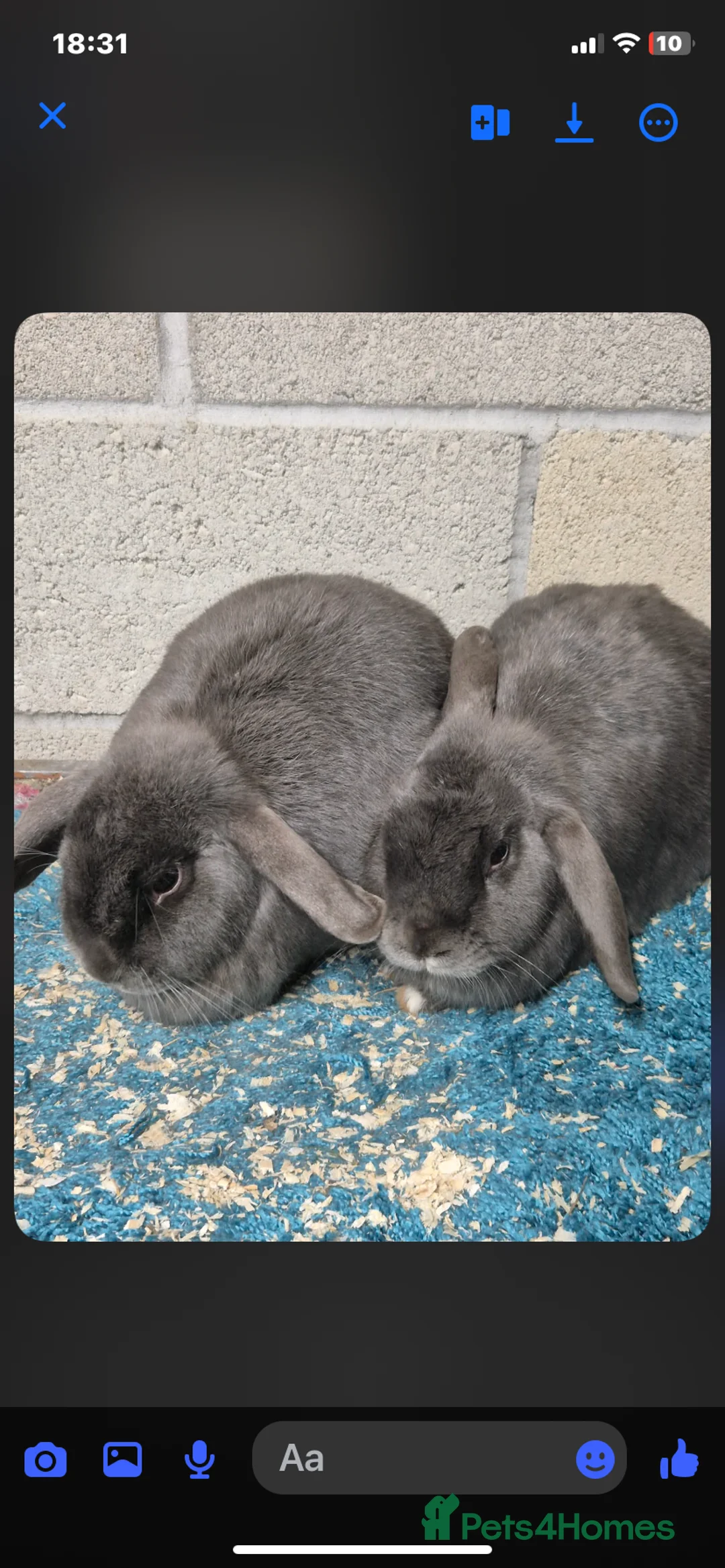Mini Lop rabbits for sale: Female mini lop rabbits  - Advert 1