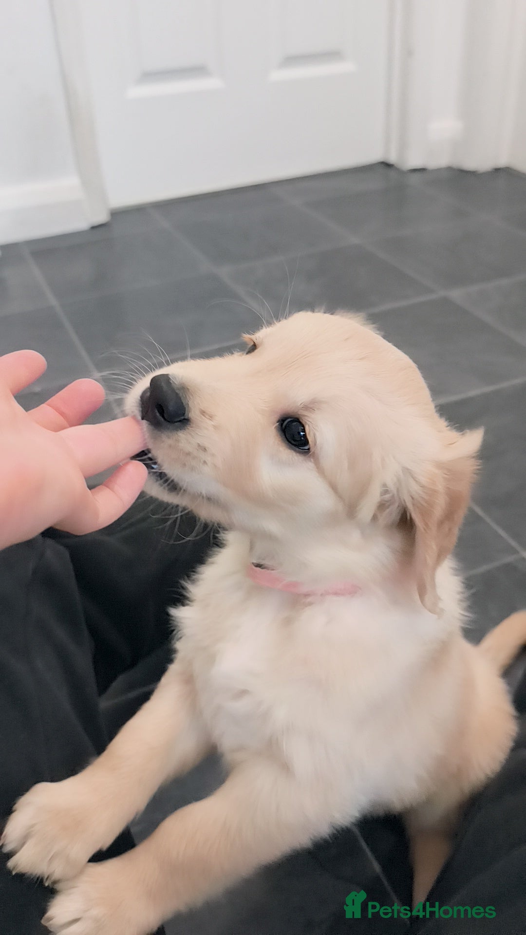 Golden Retriever dogs for sale: Gorgeous golden retriever puppies 🐕 - Advert 17