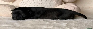 Miniature Schnauzer 2