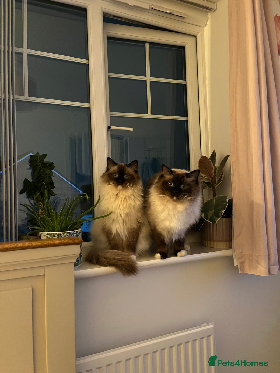 Ragdoll cats for sale: 2 Ragdoll brothers - Advert 4