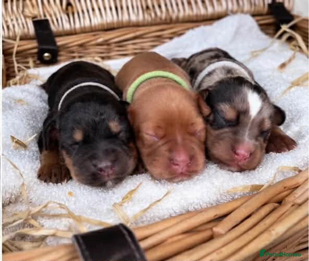 Cocker Spaniel dogs for sale: Working Cocker Spaniel puppies🩷  - Advert 2