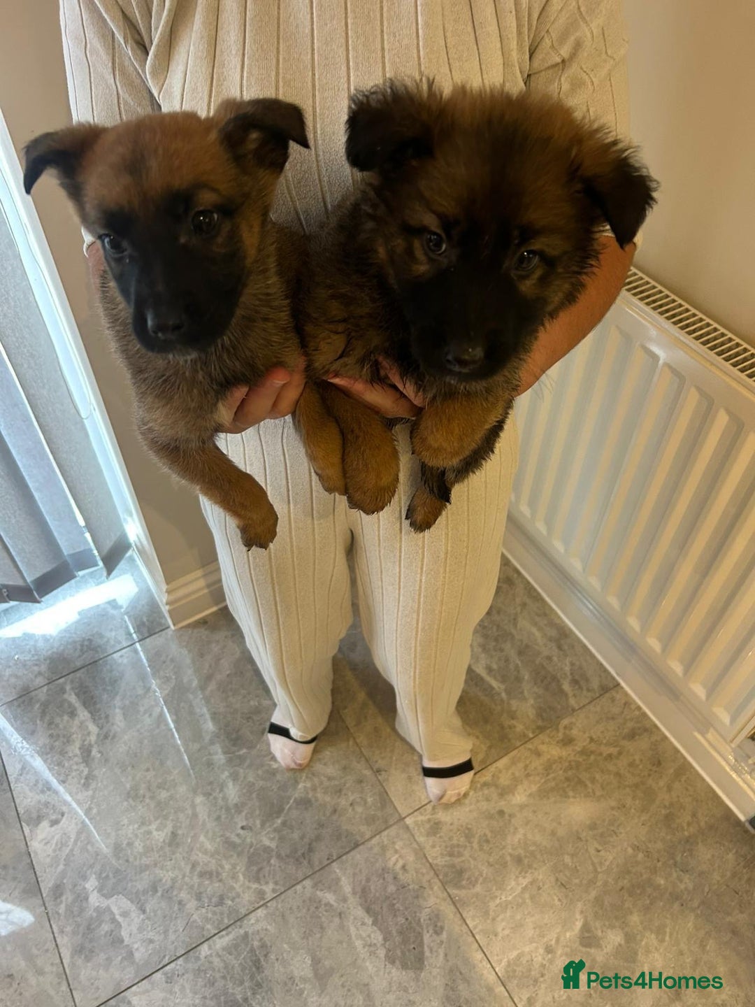 German Shepherd dogs for sale: German shepherd puppies for sale  - Advert 12