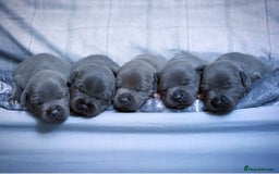 Staffordshire Bull Terrier dogs for sale: Outstanding KC blue Cubs Available! 4.8% coi! - Image 4