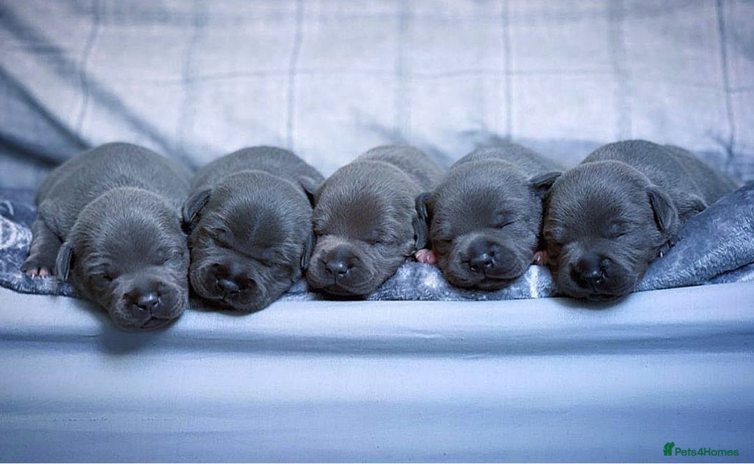Staffordshire Bull Terrier dogs for sale: Outstanding KC blue Cubs Available! 4.8% coi! - Image 4