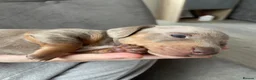 Miniature Dachshund dogs for sale: Beautiful Miniature dachshunds - Advert 3