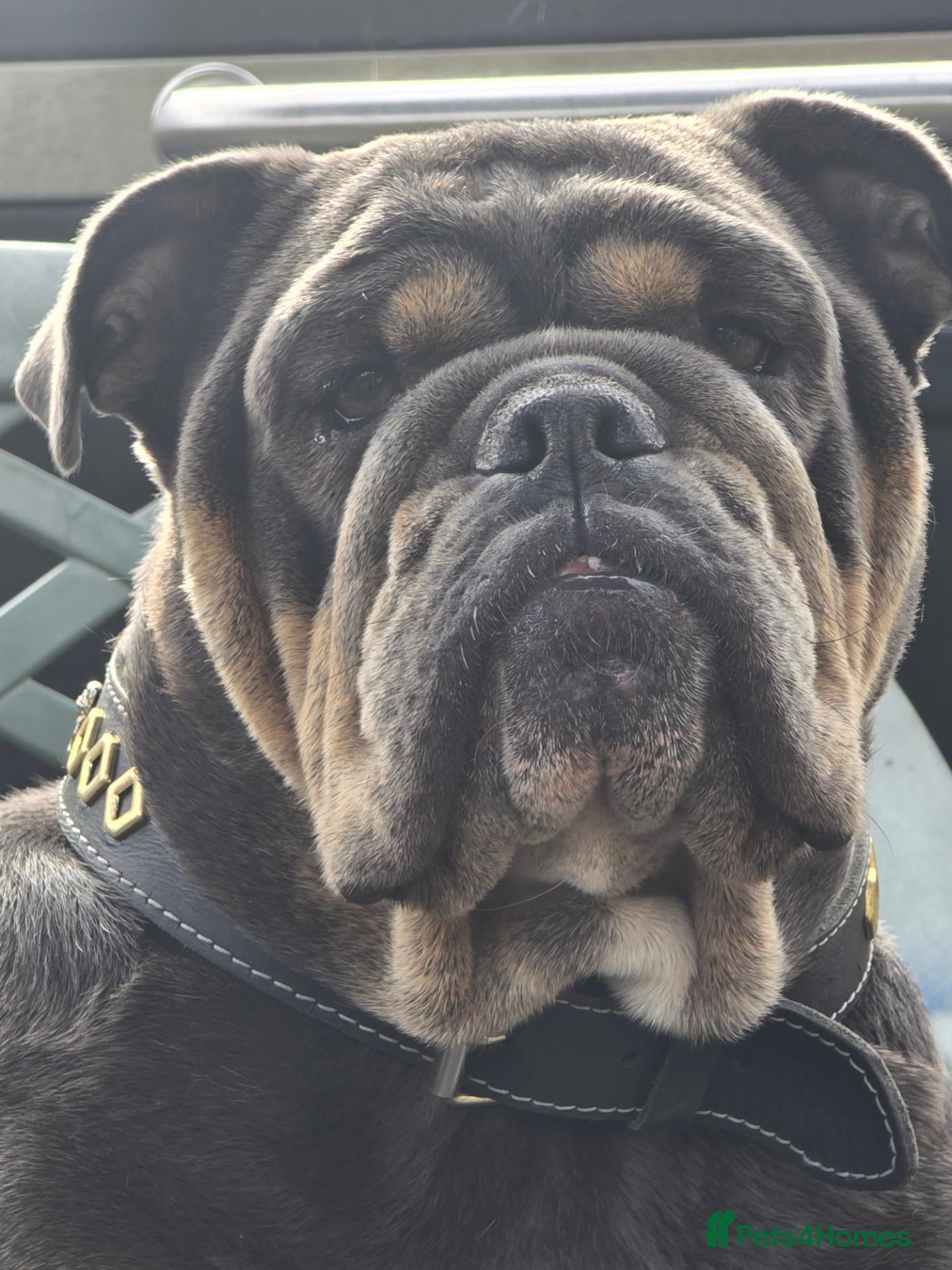 Olde English Bulldogge dogs Old english bulldog  - Advert 3