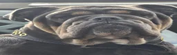 Olde English Bulldogge dogs for sale: Old english bulldog  - Advert 1
