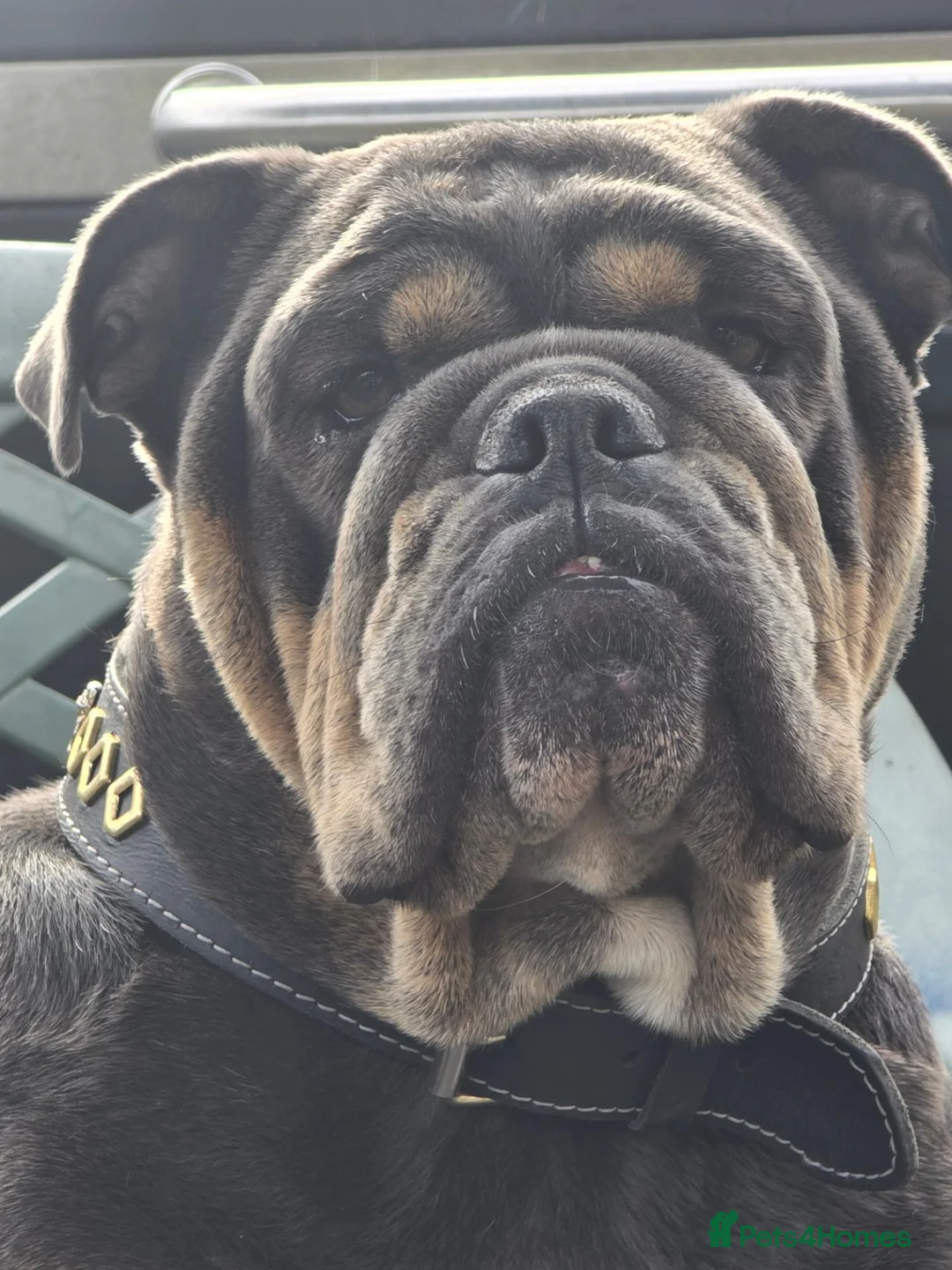 Olde English Bulldogge dogs for sale: Old english bulldog  - Advert 1