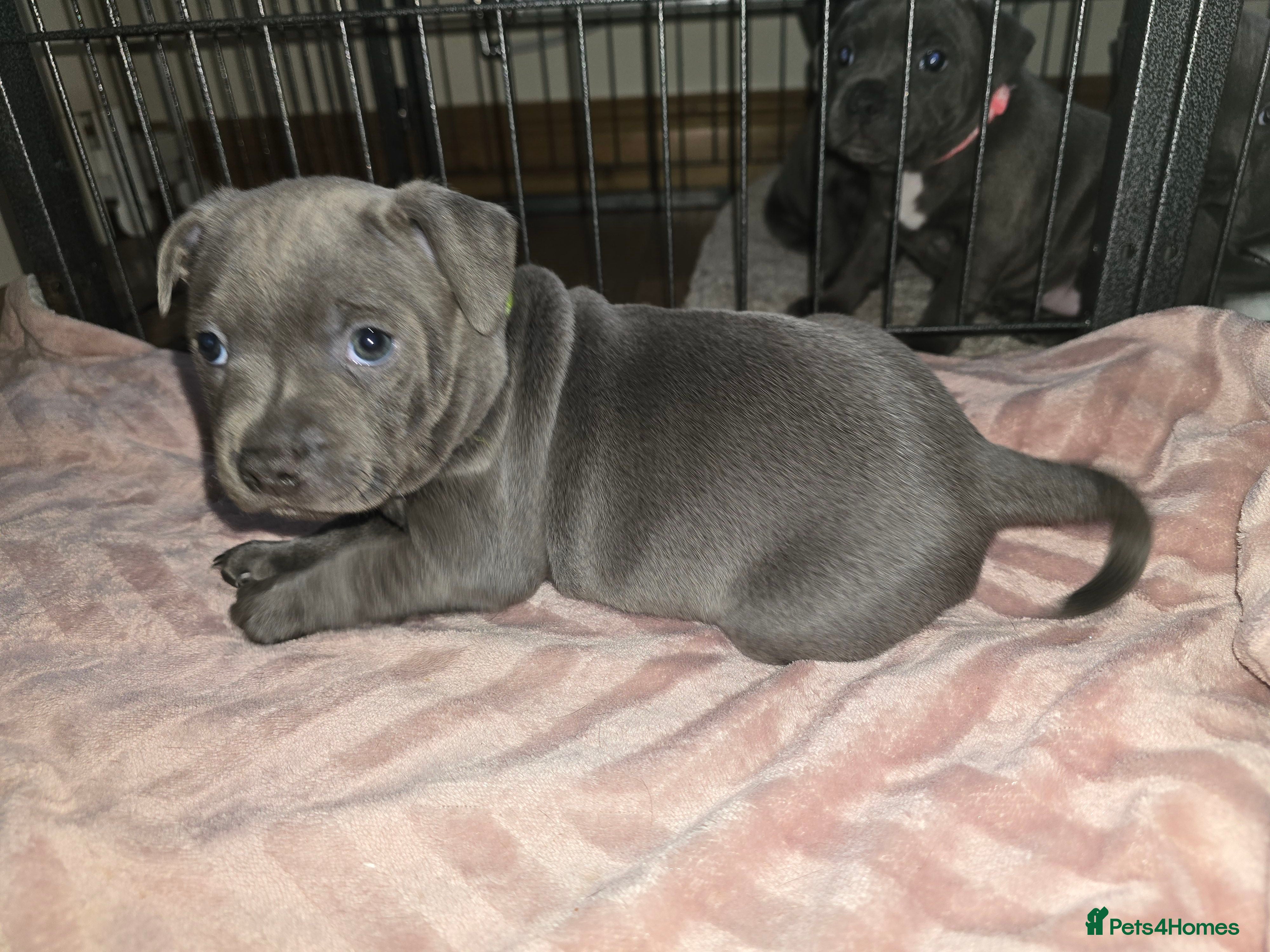 Staffordshire Bull Terrier dogs Beautiful BLUE kc registered puppies ONE BOY LEFT  - Advert 18