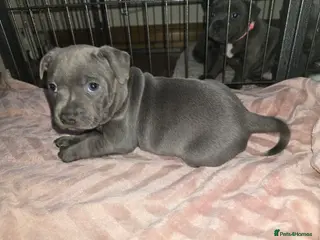 Staffordshire Bull Terrier dogs Beautiful BLUE kc registered puppies ONE BOY LEFT - Advert 18