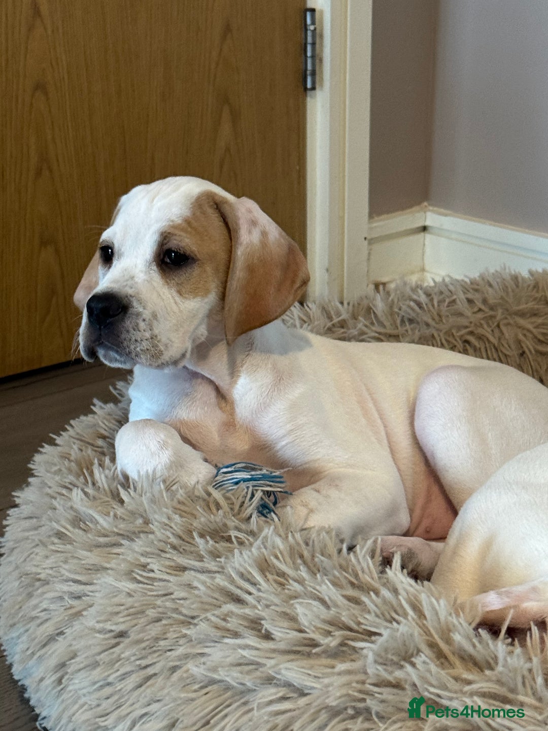 Pointer dogs for sale: Beautiful litter of Top Quality Pointer Puppies - Advert 4