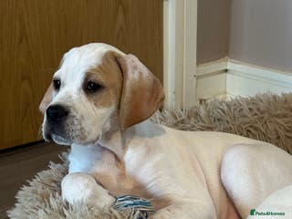 Pointer dogs Beautiful litter of Top Quality Pointer Puppies - Advert 6