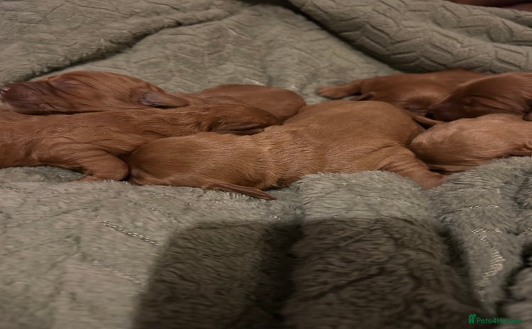 Labradoodle dogs - Advert 3