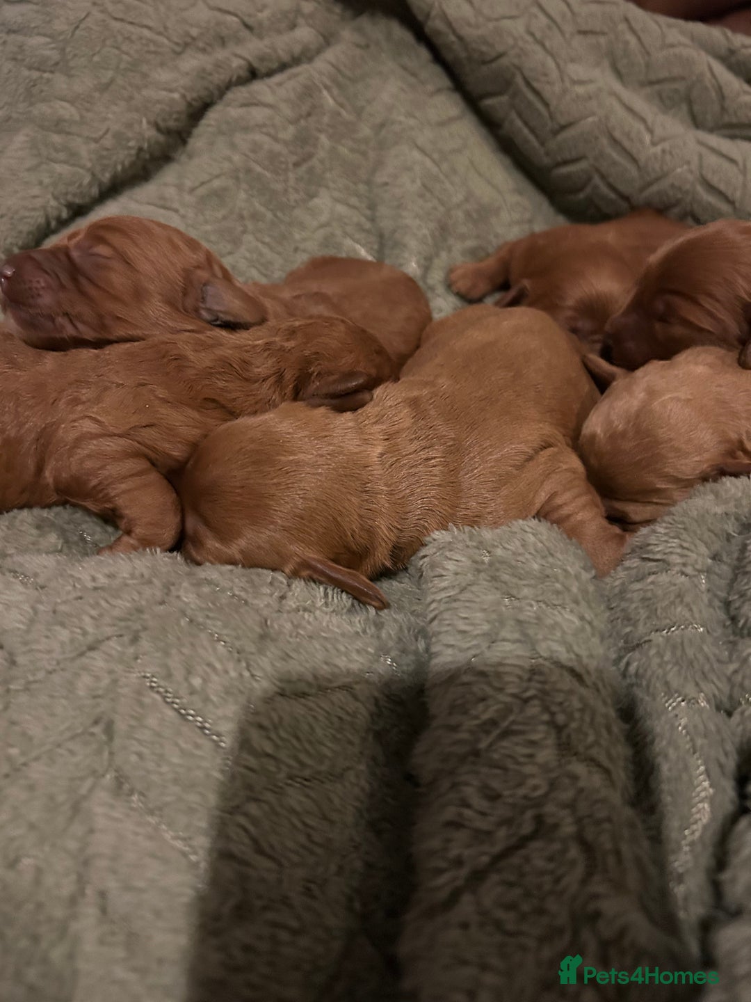 Labradoodle dogs for sale: 🐾F1b Healthy Labradoodle Puppies – Ready 18 Dec🐾 - Advert 7