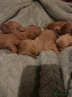 Labradoodle dogs - Advert 7