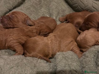 Labradoodle dogs - Advert 17