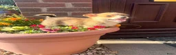 Welsh Corgi Pembroke dogs for sale: Ready to go, 1 left KC Corgi Pups  - Advert 11