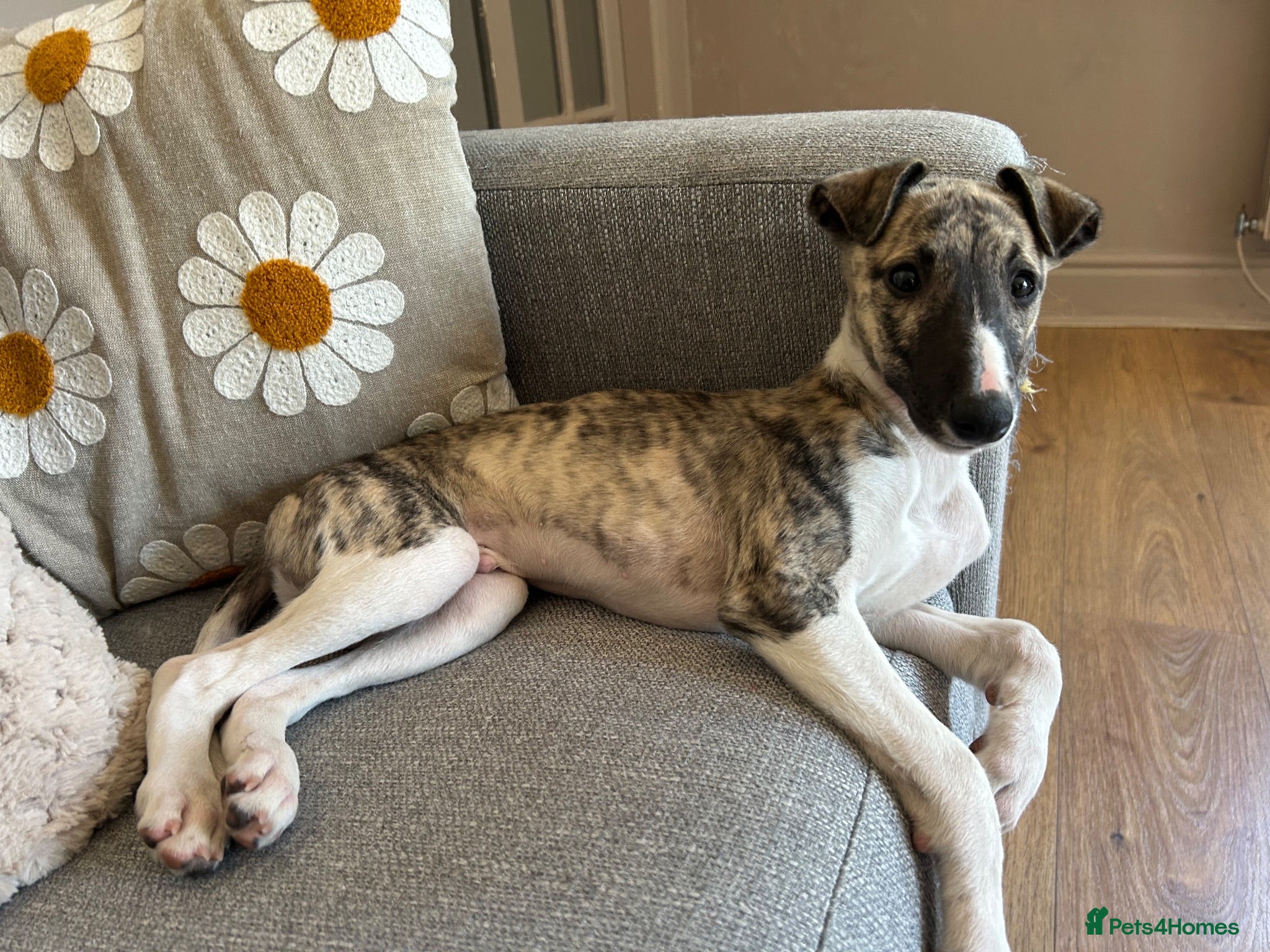 Whippet dogs  Beautiful male kc reg full pedigree  - Advert 15