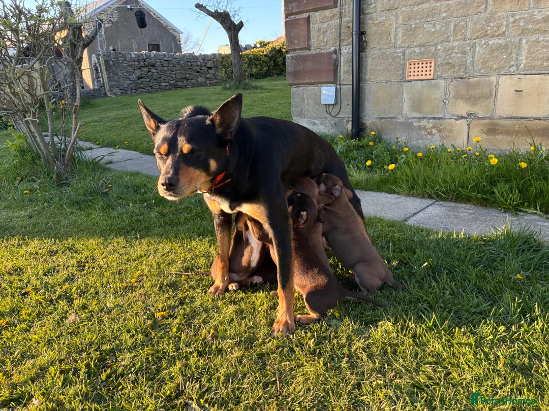 Australian Kelpie dogs for sale: Working Kelpies in Bishop Auckland - Advert 1
