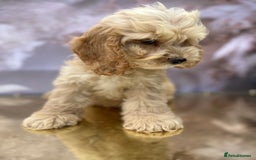Cockapoo dogs for sale: YANKYDOODLES (COCKERPOOS) - Image 4